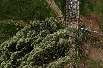 Homem é preso após derrubar árvore icônica no Reino Unido