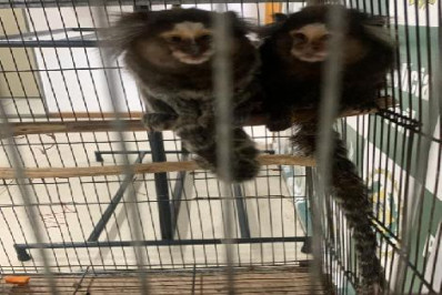 Polícia resgata dois micos mantidos em cativeiro ilegal na Zona Norte