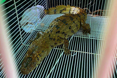 Jacaré-de-Papo-Amarelo retornado ao seu habitat natural