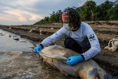 Mais duas carcaças de botos são encontradas no Lago Tefé, no Amazonas