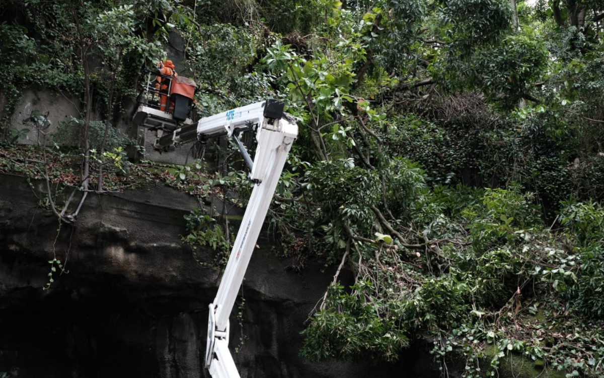 Comlurb retira árvore que caiu na Rua Tonelero devido as chuvas - Pedro Ivo/Agência O DIA