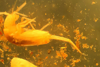 Animal em extinção de 1 mm é encontrado apenas em caverna no Pará