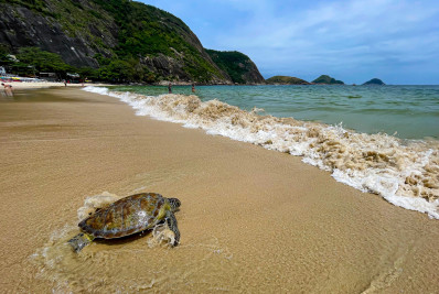 Projeto Aruanã chega à Praia de Itaipu este mês