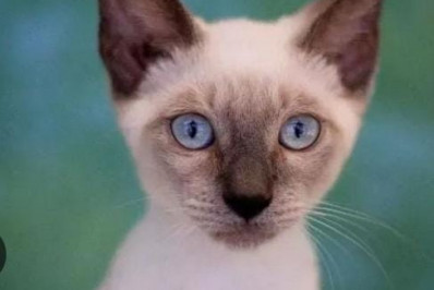 Família pede ajuda para encontrar gato desaparecido em Itaboraí