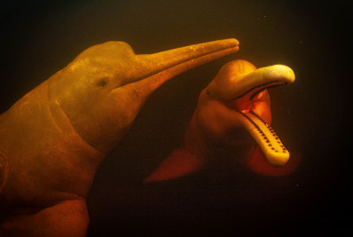 Ibama envia veterinários para atender botos do Amazonas