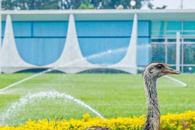 Lula anuncia nascimento de emas no Palácio da Alvorada e alfineta Bolsonaro