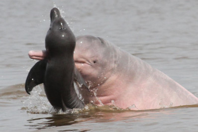 Mais dez carcaças de botos foram encontradas no Lago Tefé