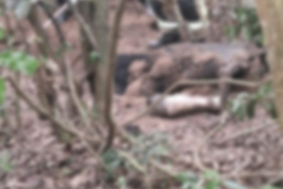 Corpo esquartejado é encontrado enterrado em área de mata em São Pedro da Aldeia