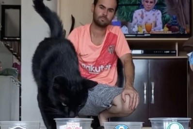 Gato 'vidente' prevê título do Bragantino no Brasileirão