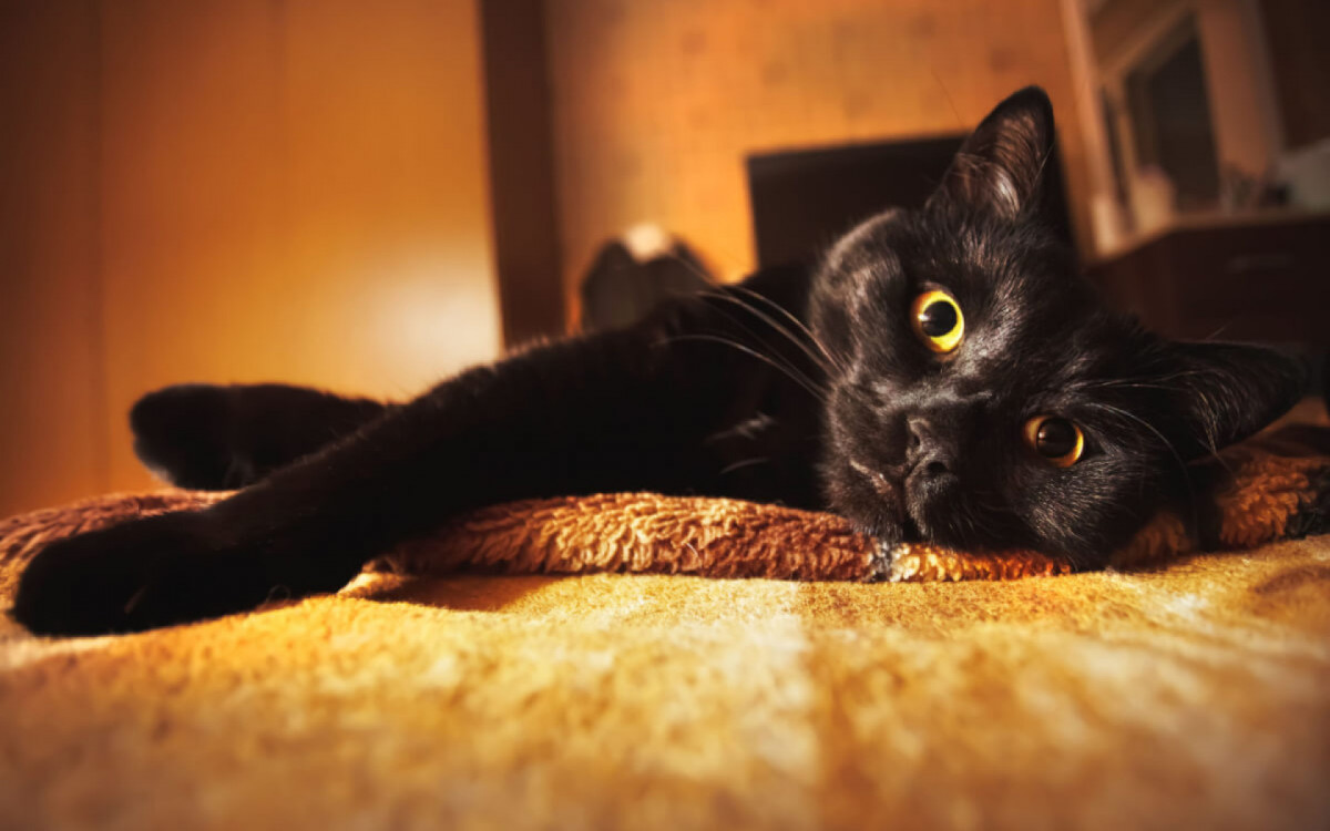 Alguns nomes ajudam a real&ccedil;ar a personalidade dos gatos pretos (Imagem: ZAITSAU IHAR |  Shutterstock)