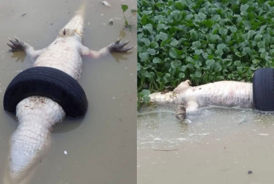 Jacaré aparece morto dentro de um pneu na Lagoa de Jacarepaguá