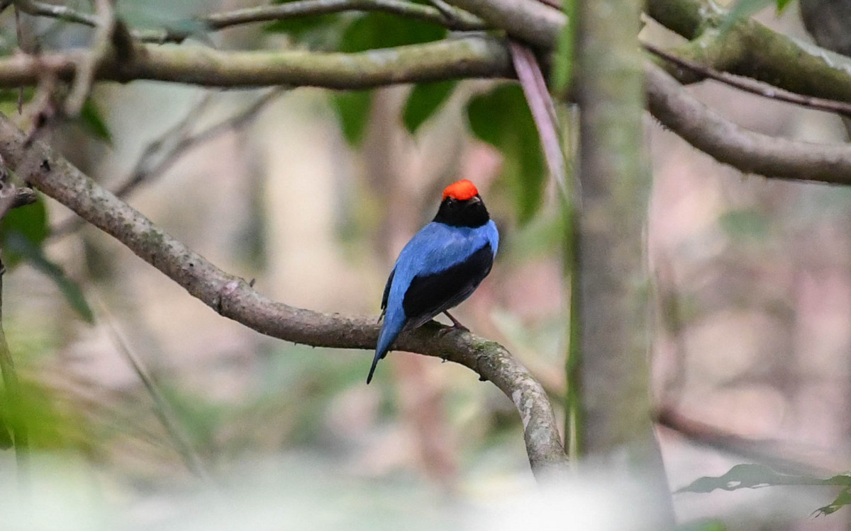 O tangará (Chiroxiphia caudata) é uma das espécies de pássaros que habita a região de Guapimirim