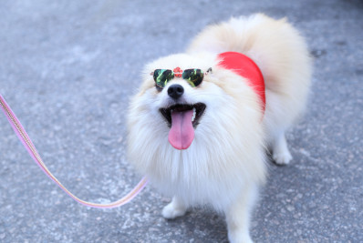 Dia do protetor de animais é celebrado em praça de Magé
