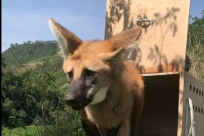 Zoológico Municipal de Volta Redonda ajuda na soltura de lobo-guará
