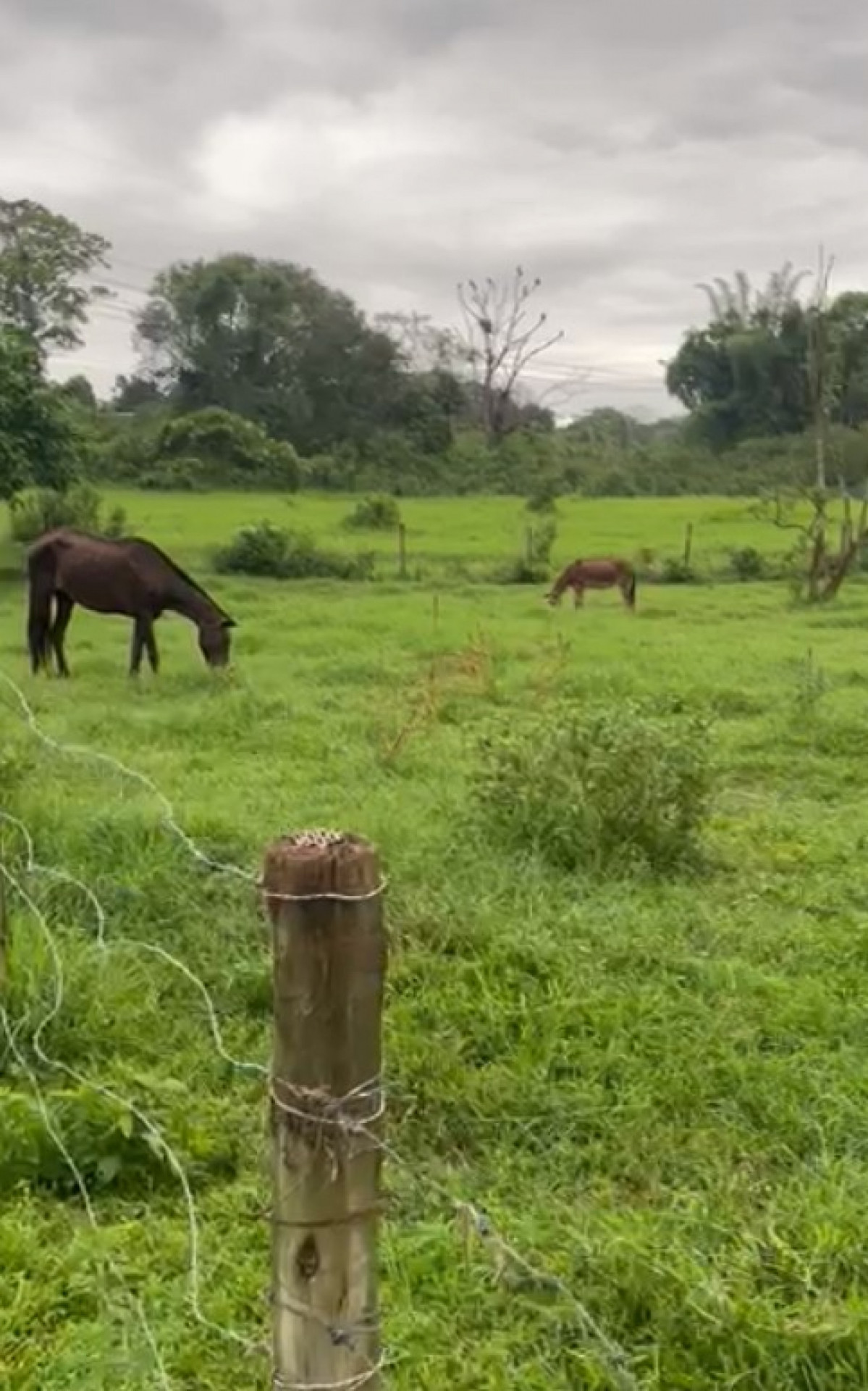 Polícia fecha abatedouro clandestino de cavalos no Sul de SC - NSC