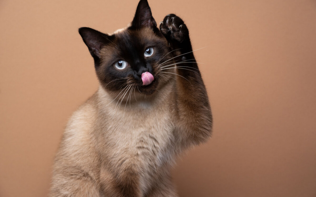 O gato siam&ecirc;s est&aacute; entre as ra&ccedil;as mais queridas pelos brasileiros (Imagem: Nils Jacobi | Shutterstock)