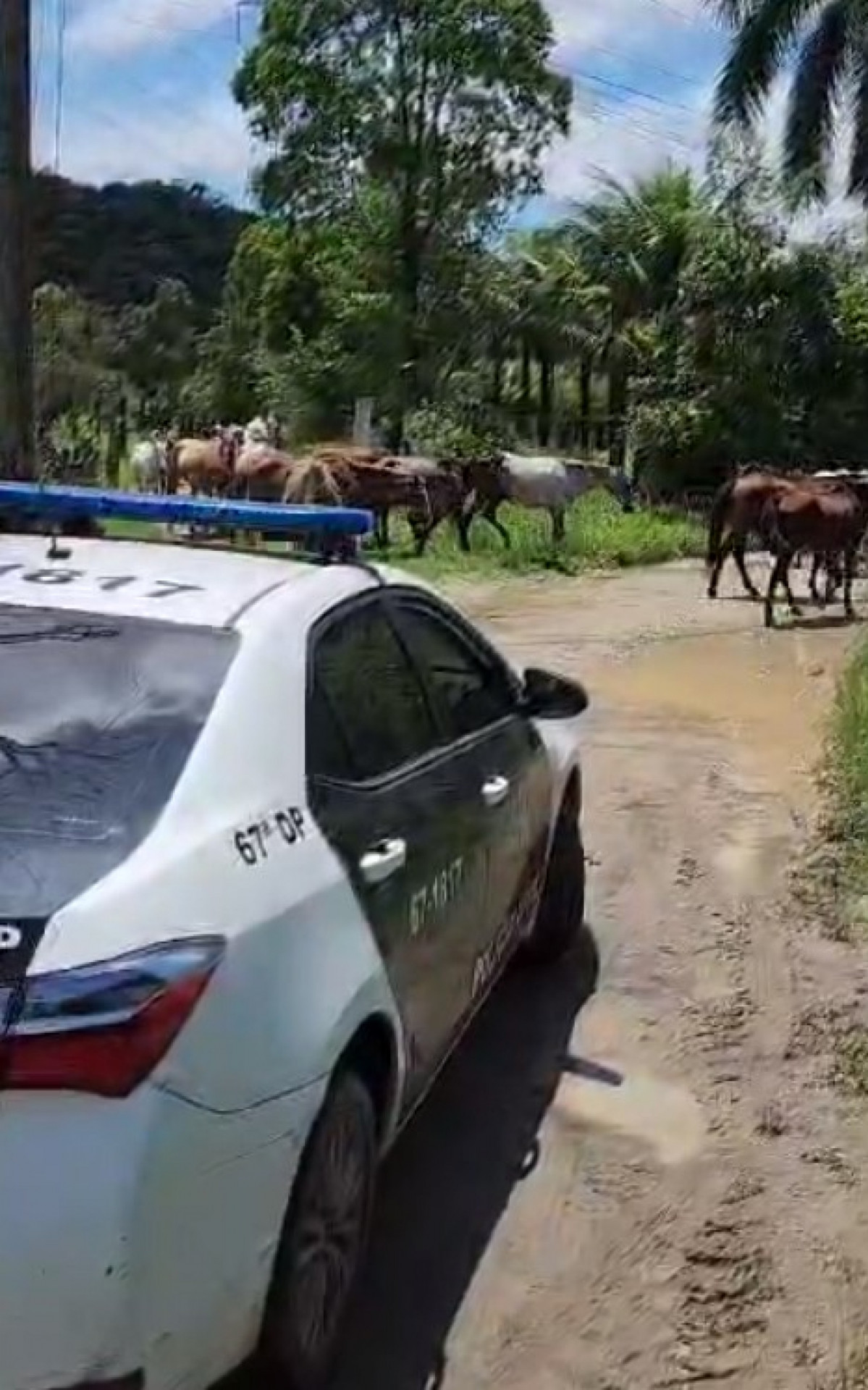 Cavalos sobreviventes abatedouro clandestino são resgatados pela