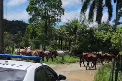 Cavalos são resgatados de abatedouro clandestino em Guapimirim