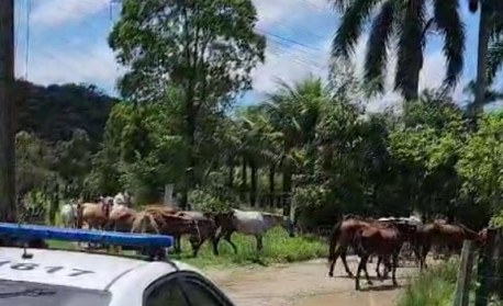 Polícia encontra abatedouro de cavalo, carne era vendida