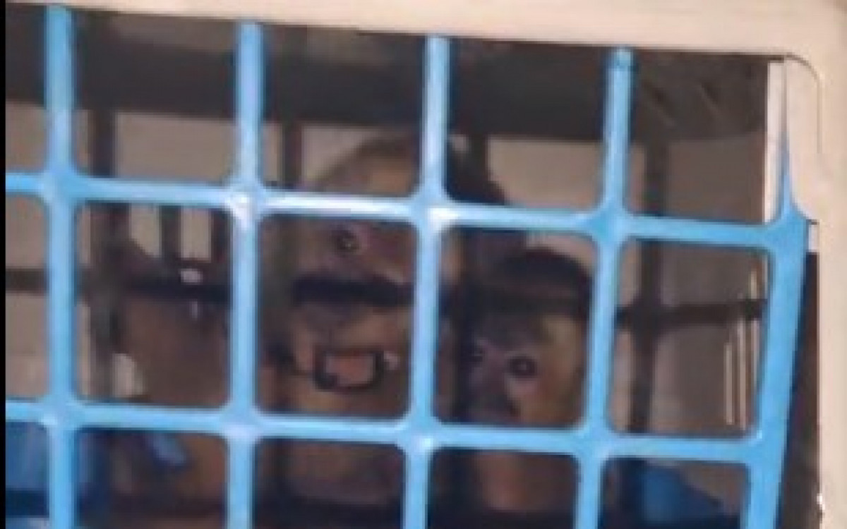Macacos-prego apreendidos pelos policiais nesta quarta-feira (11) - Divulgação