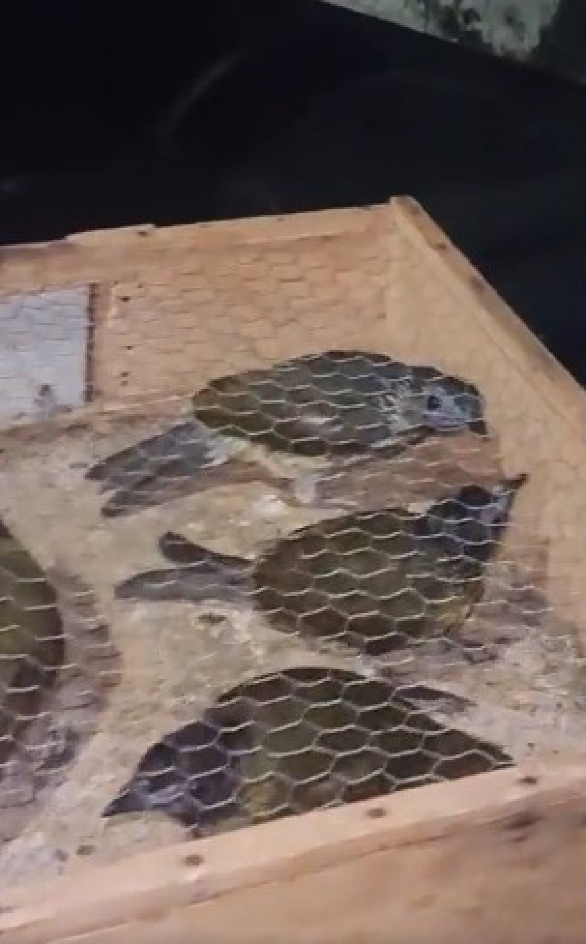 Aves silvestres encontradas pelos policiais nesta quarta-feira (11)