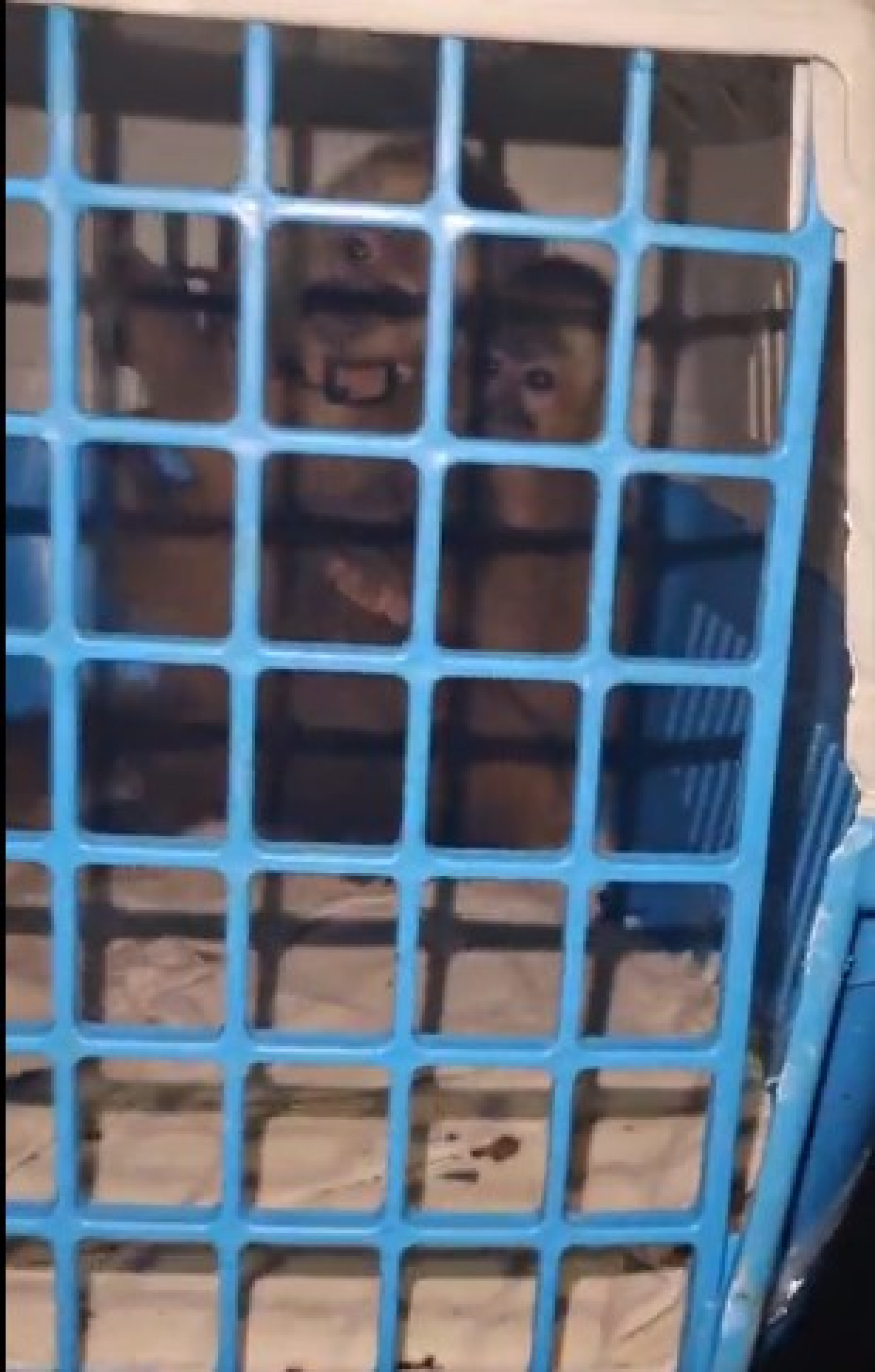 Macacos-prego apreendidos pelos policiais nesta quarta-feira (11)