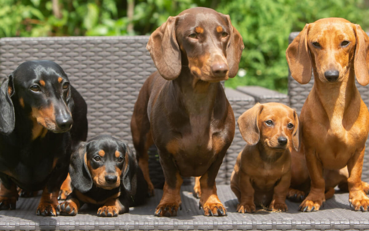 Dachshund &eacute; a ra&ccedil;a do cachorro conhecido como salsicha (Imagem: 4sally scott | Shutterstock)
