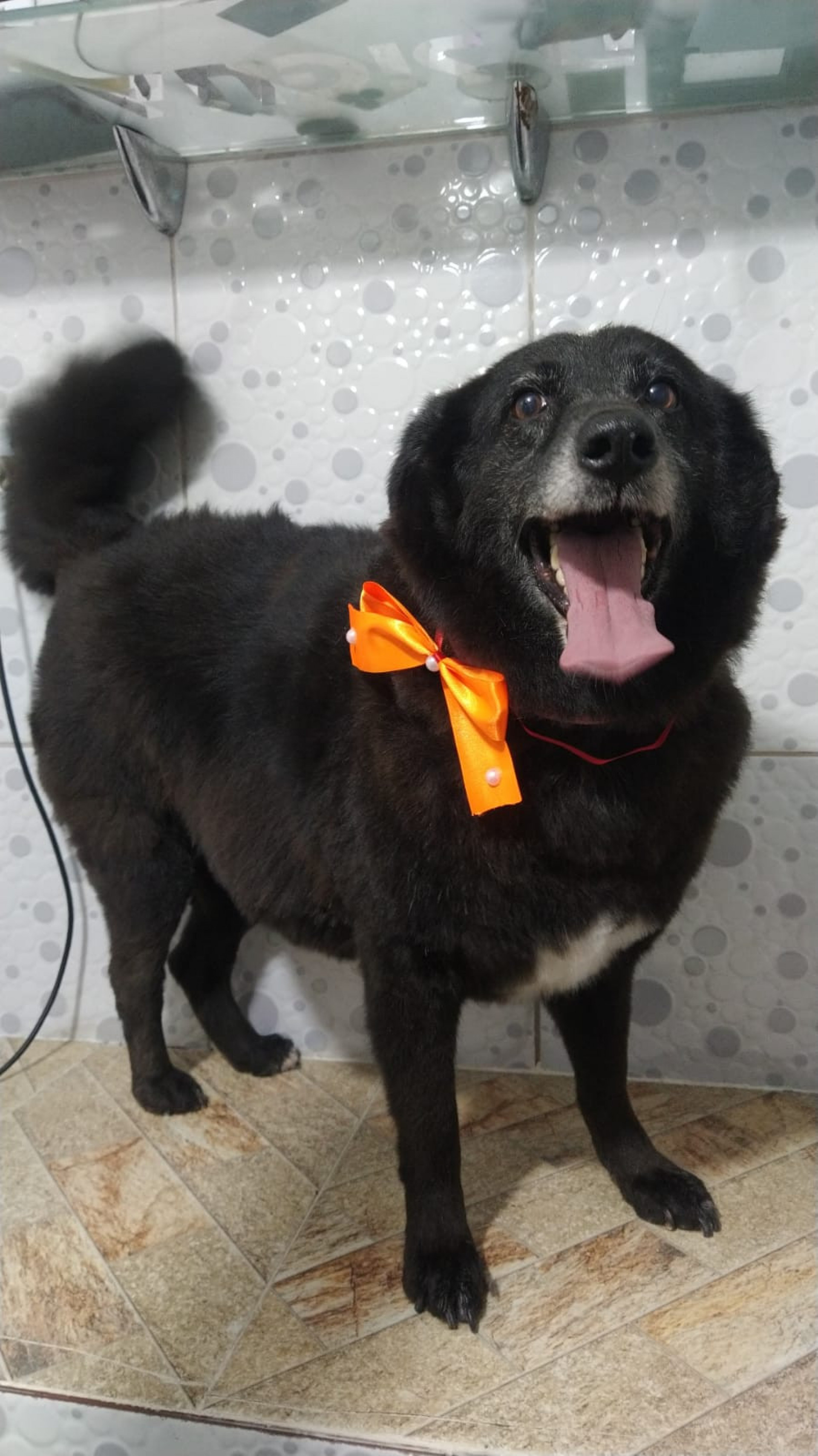 Com 8 anos Jojo Toddynho é super dócil - Divulgação / Bichinho Feliz