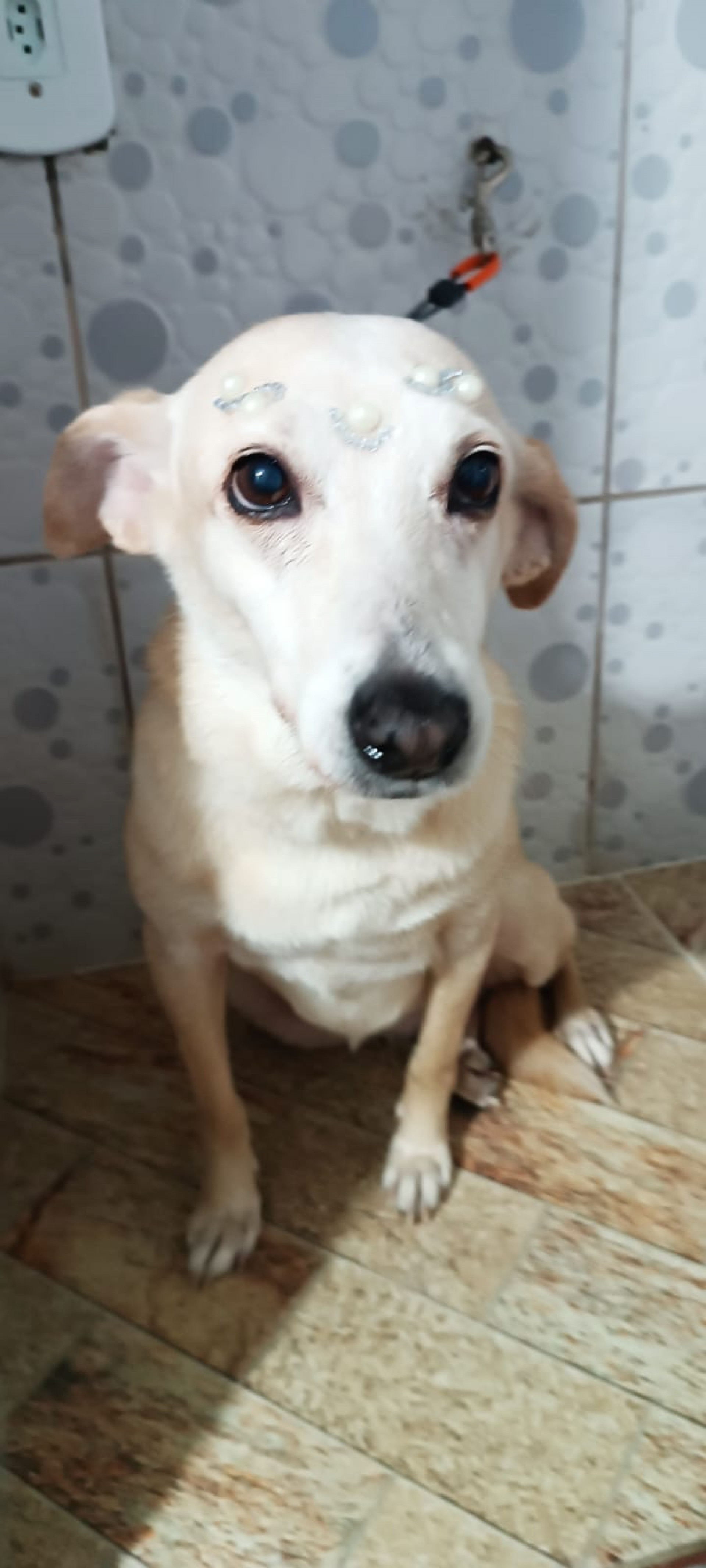 Vovó Kika já tem 10 anos - Divulgação / Bichinho Feliz