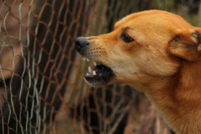 Prefeitura contratará abrigo temporário para animais agressivos
