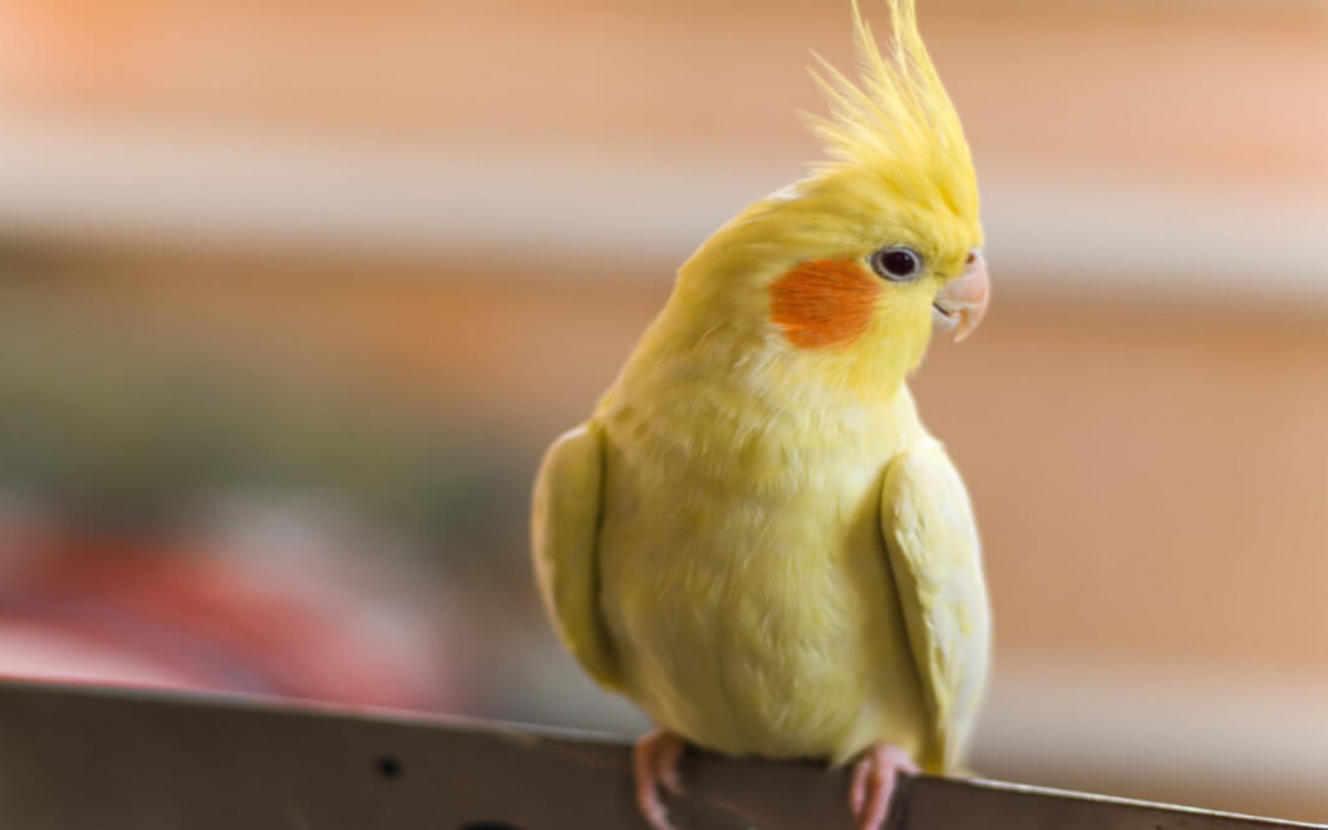 A calopsita lutino se d&aacute; muito bem com fam&iacute;lias (Imagem: Daria_vg | Shutterstock)