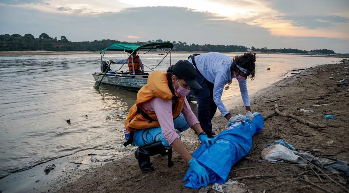 Botos: para evitar mortes, trechos quentes do Lago Tefé serão isolados