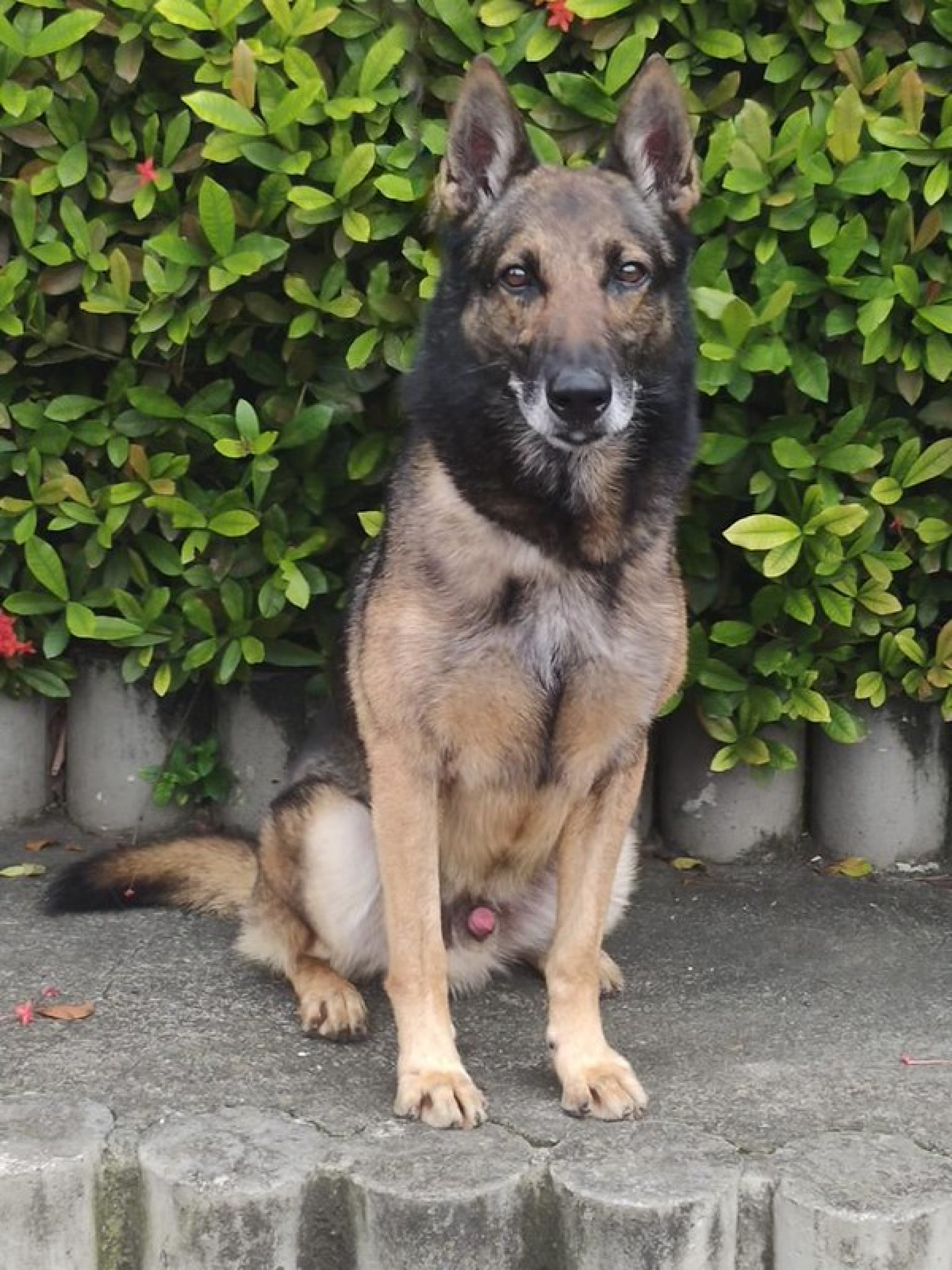 Elmo tem sete anos e se aposentou pela idade 