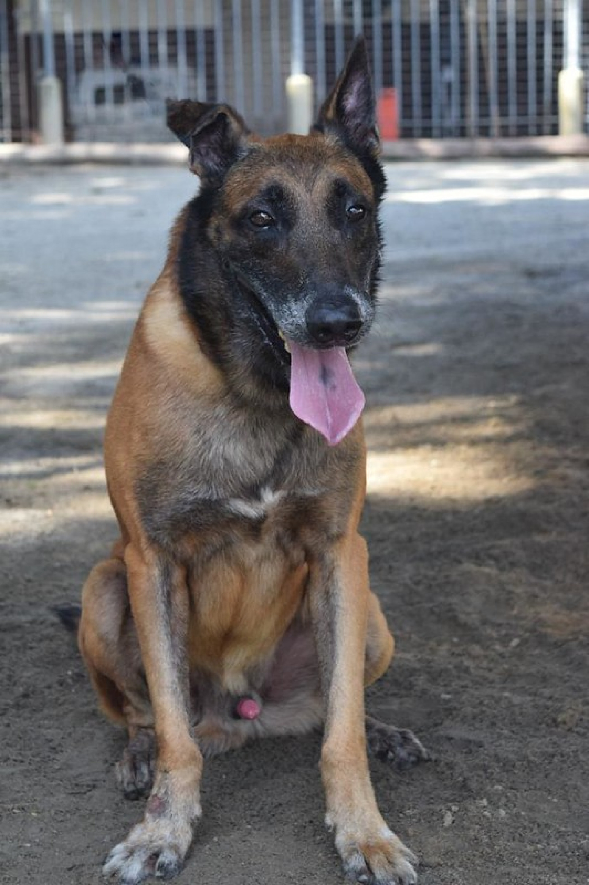 Mike tem sete anos e se aposentou pela idade 