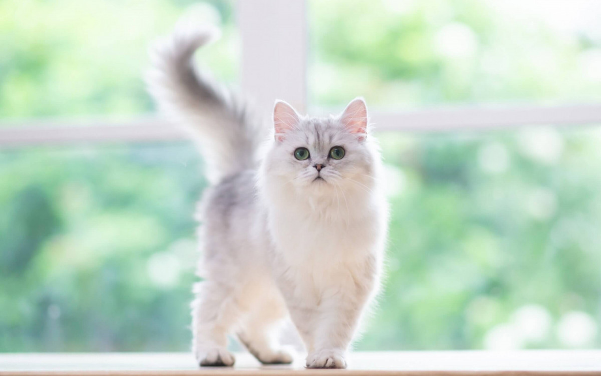 Refer&ecirc;ncias do mundo do cinema podem servir de grande inspira&ccedil;&atilde;o na hora de decidir o nome dos animais (Imagem: ANURAK PONGPATIMET | Shutterstock)