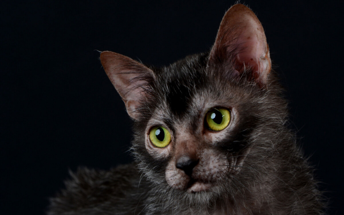 O gato lykoi está entre as raças mais raras do mundo (Imagem: Cicafotos | Shutterstock)