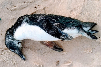 Pinguim é encontrado morto na praia de Ponta Negra, em Maricá