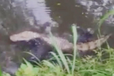 Jacaré passeia no rio Mumbuca, no centro de Maricá