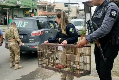 Cerca de 100 pássaros são resgatados durante ação conjunta na Baixada