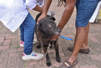 No primeiro dia de vacinação Antirrábica mais de 15 mil animais foram vacinados