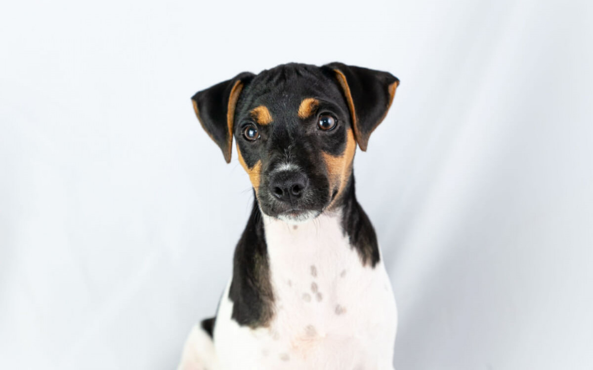 O fox paulistinha &eacute; &aacute;gil, leal e adora passeios ao ar livre (Imagem: Priscila Iglesias | Shutterstock)