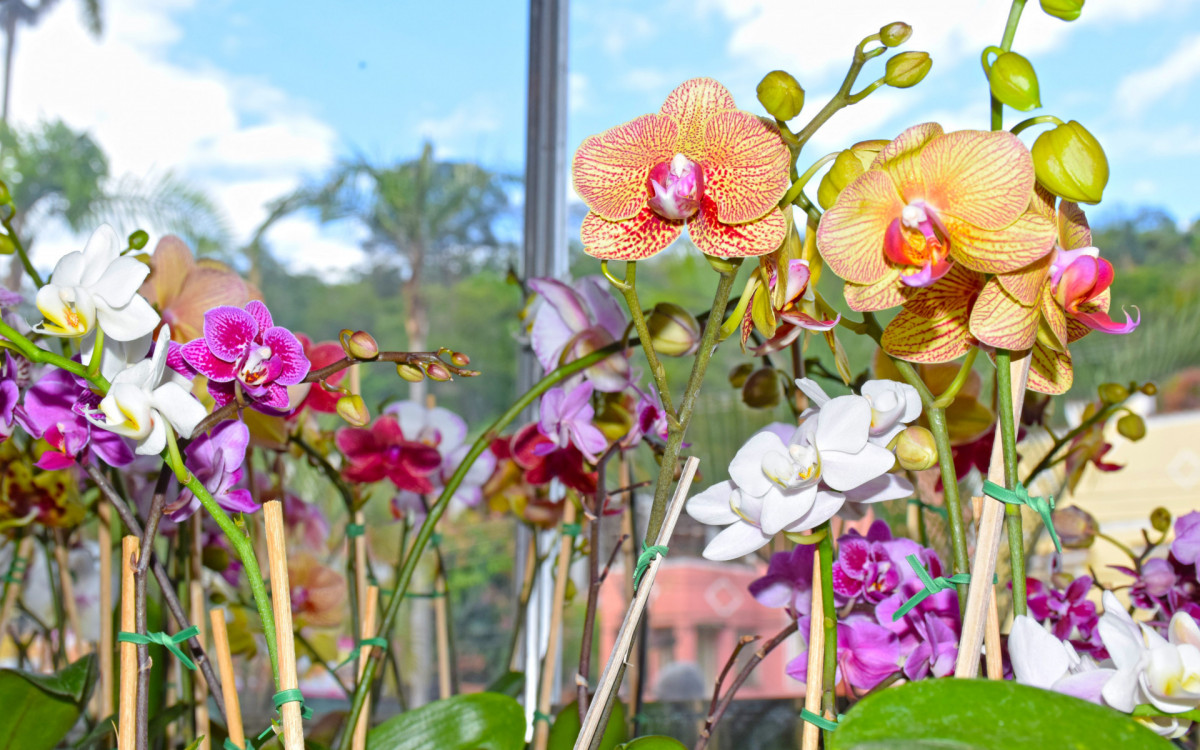 Evento começa no próximo dia 3 de novembro