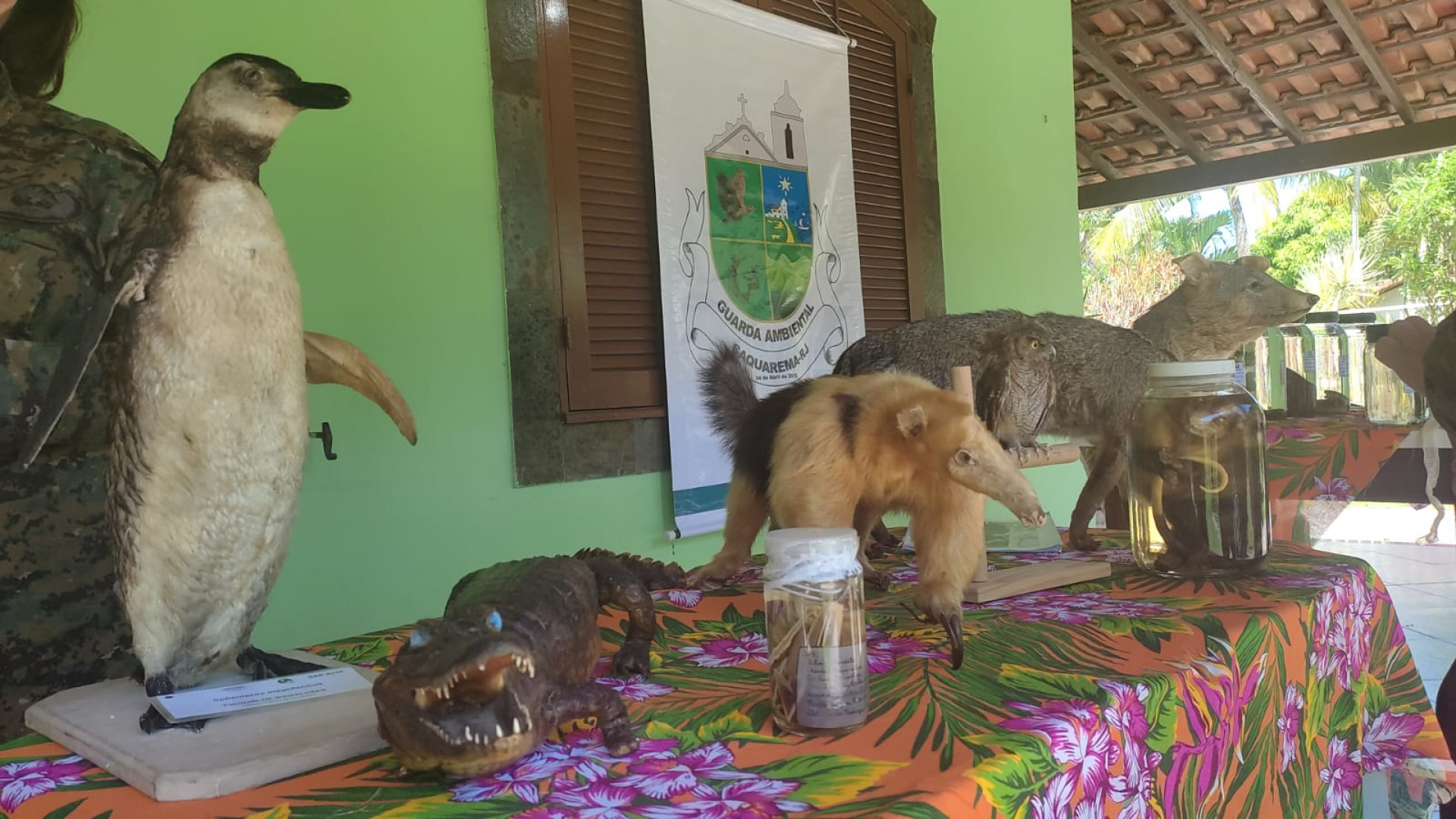 Inauguração da exposição itinerante de animais silvestres da Guarda Ambiental de Saquarema aconteceu nesta segunda-feira (23) - Divulgação/Prefeitura de Saquarema