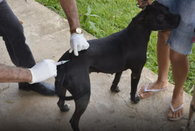 São Pedro da Aldeia divulga cronograma de vacinação antirrábica