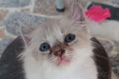 Caxias Shopping promove nova edição da Feira de Adoção Pet