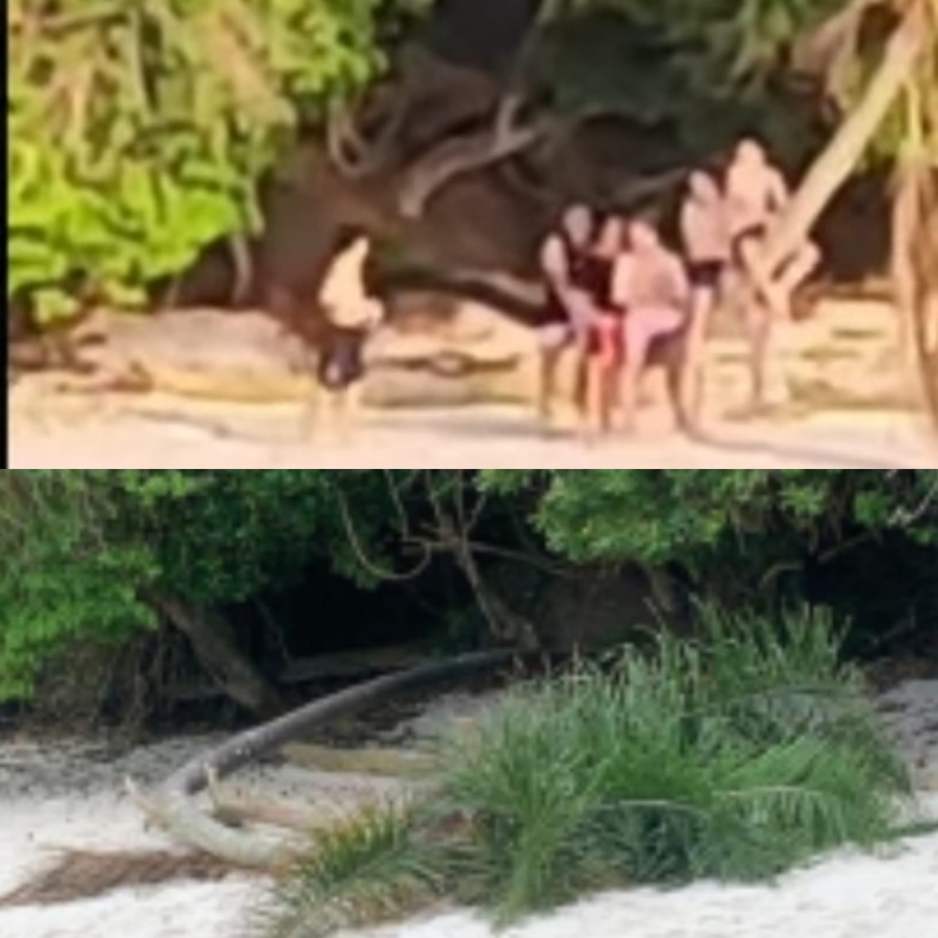 Jovens são procurados pela prefeitura depois de derrubarem um coqueiro na Praia do Dentista. A ação pode ser considerada crime ambiental.
