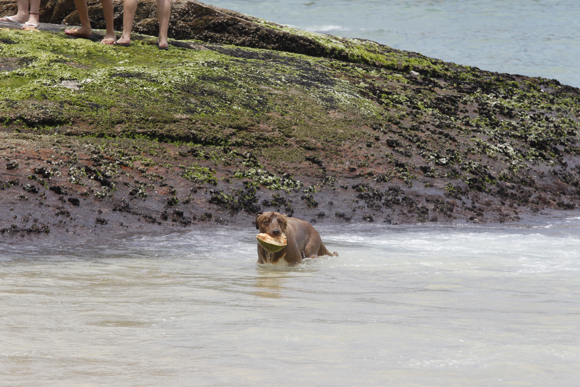 Tutores levam c&atilde;es para se refrescar na Praia do Arpoador - Reginaldo Pimenta / Agencia O Dia