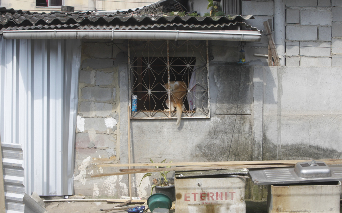  Animais na casa da Maria do Carmo Bas&iacute;lio, de 78 anos - Reginaldo Pimenta / Ag&ecirc;ncia O Dia
