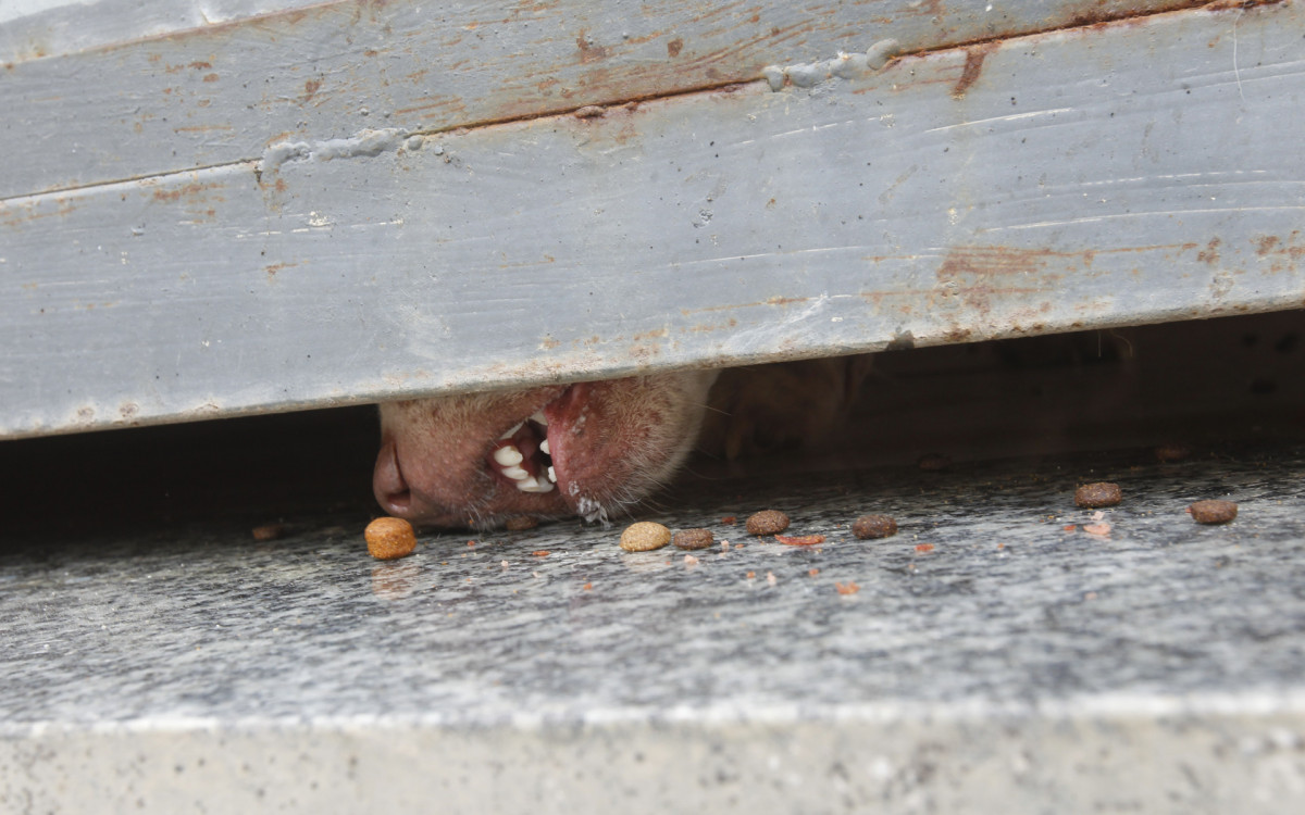 Animais na casa da idosa Maria Carmo Bas&iacute;lio, de 78 anos - Reginaldo Pimenta / Agencia O Dia