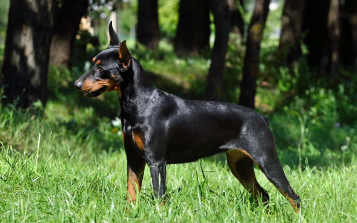 O pinscher alemão é um cachorro de porte médio (Imagem: Natallia Yaumenenka | Shutterstock)